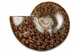 Polished Ammonite (Cleoniceras) Fossil - Madagascar #344307-1